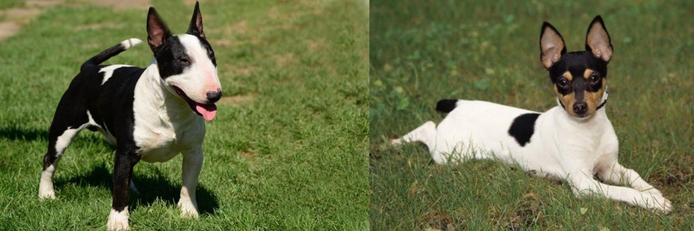 Toy Fox Terrier vs Bull Terrier Miniature - Breed Comparison