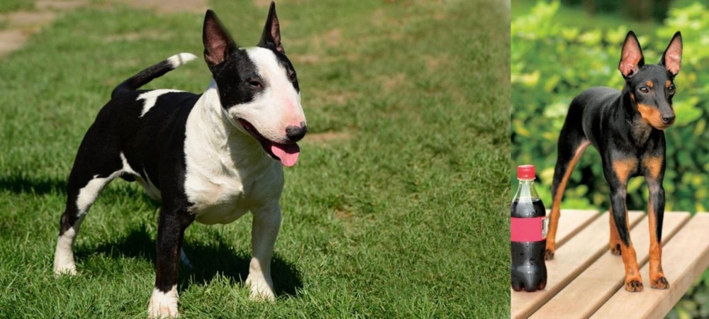 Toy Manchester Terrier vs Bull Terrier Miniature - Breed Comparison