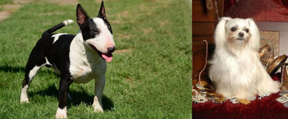 Toy Mi-Ki vs Bull Terrier Miniature - Breed Comparison