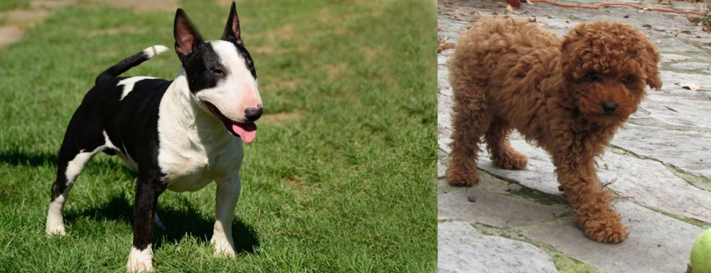 Toy Poodle vs Bull Terrier Miniature - Breed Comparison