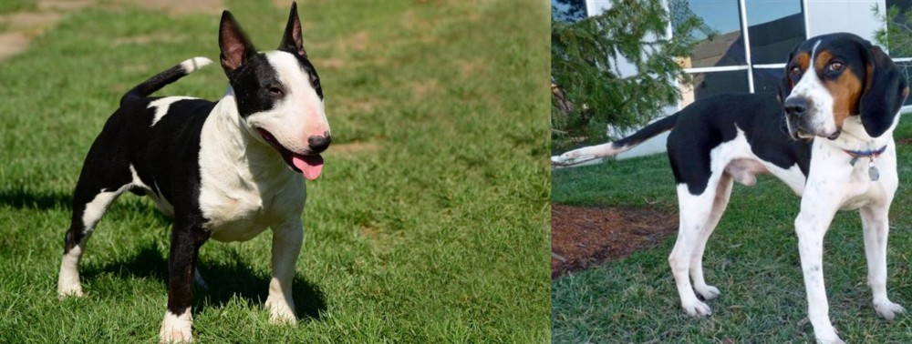 Treeing Walker Coonhound vs Bull Terrier Miniature - Breed Comparison
