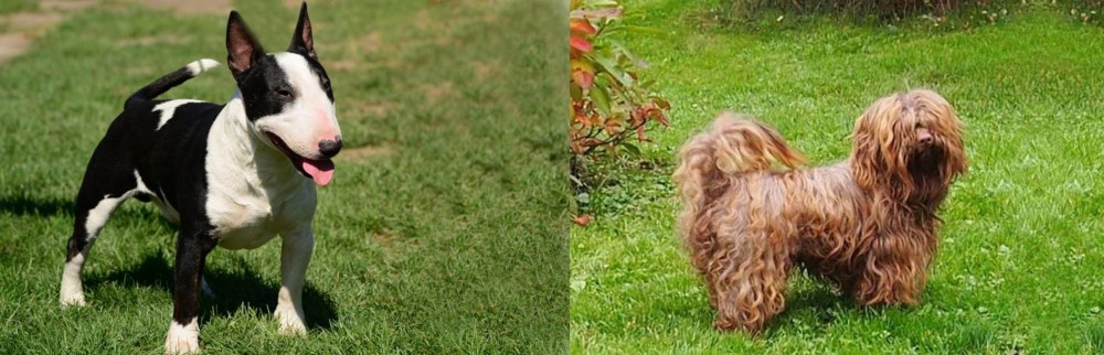 Tsvetnaya Bolonka vs Bull Terrier Miniature - Breed Comparison
