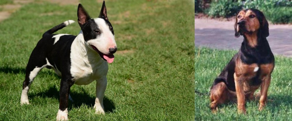 Tyrolean Hound vs Bull Terrier Miniature - Breed Comparison