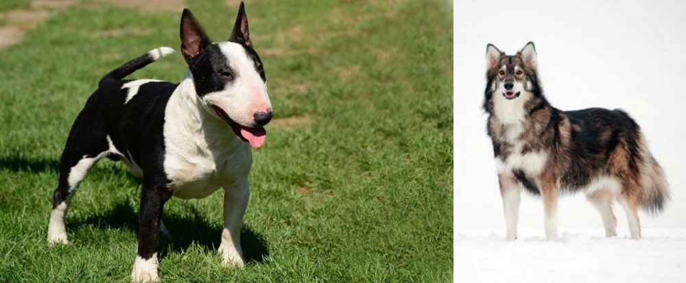 Utonagan vs Bull Terrier Miniature - Breed Comparison