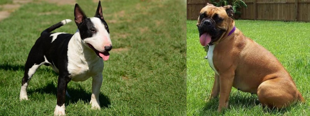 Valley Bulldog vs Bull Terrier Miniature - Breed Comparison