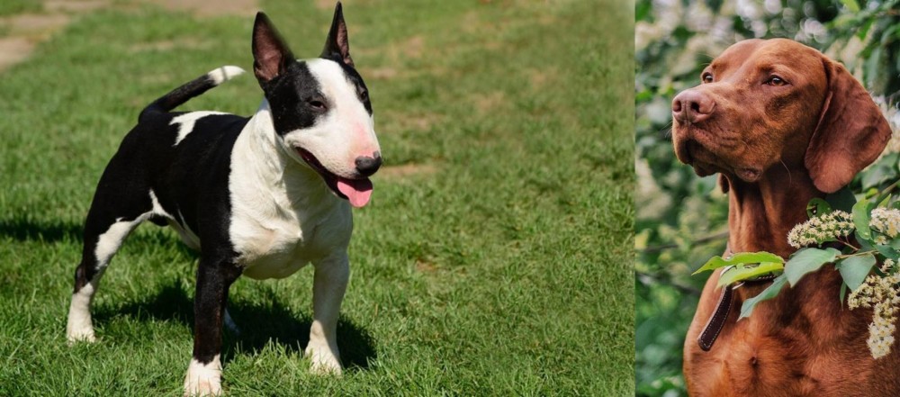 Vizsla vs Bull Terrier Miniature - Breed Comparison