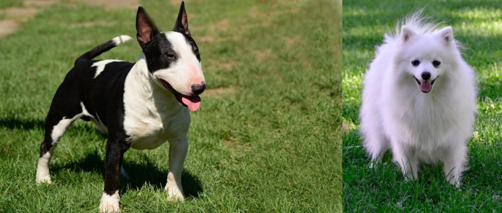 Volpino Italiano vs Bull Terrier Miniature - Breed Comparison
