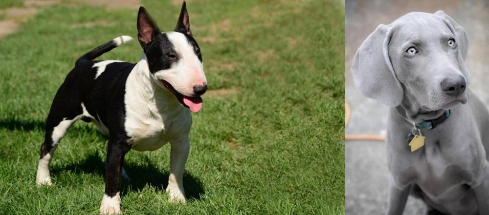 Weimaraner vs Bull Terrier Miniature - Breed Comparison