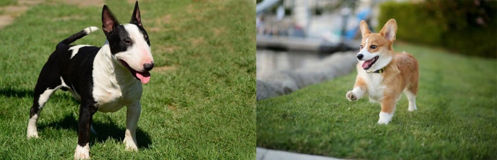 Welsh Corgi vs Bull Terrier Miniature - Breed Comparison