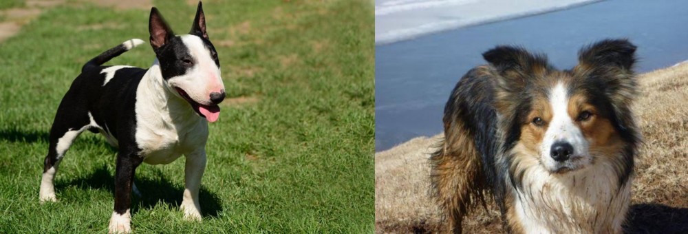 Welsh Sheepdog vs Bull Terrier Miniature - Breed Comparison