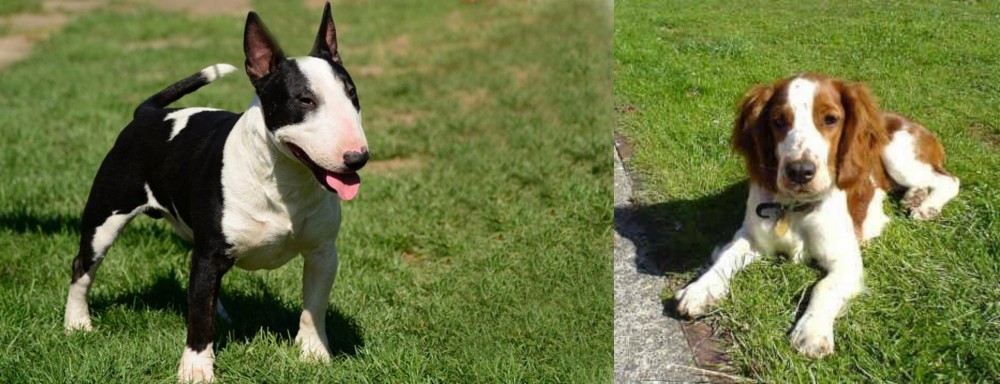 Welsh Springer Spaniel vs Bull Terrier Miniature - Breed Comparison