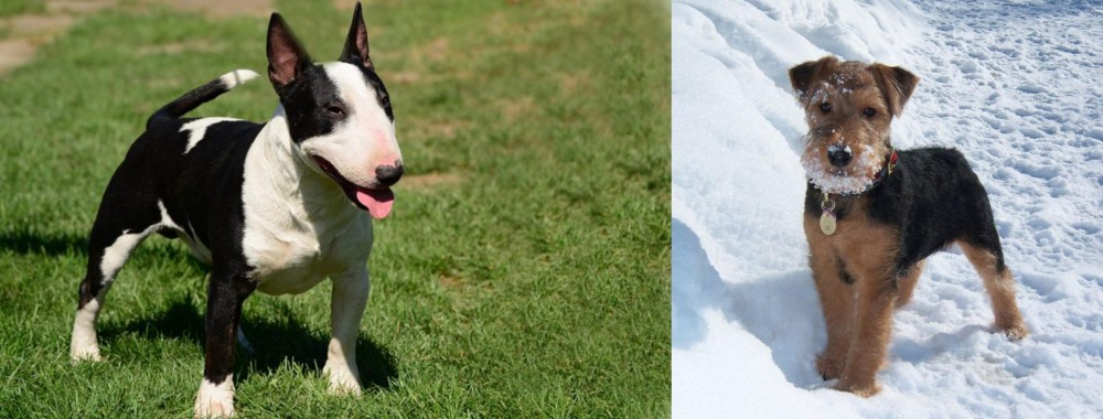 Welsh Terrier vs Bull Terrier Miniature - Breed Comparison
