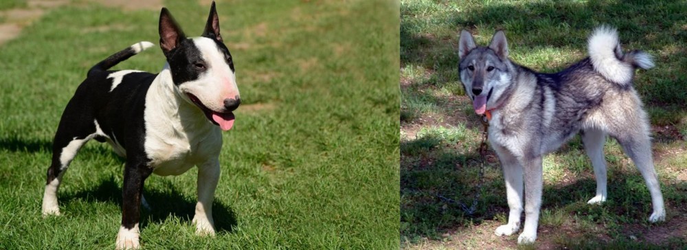 West Siberian Laika vs Bull Terrier Miniature - Breed Comparison