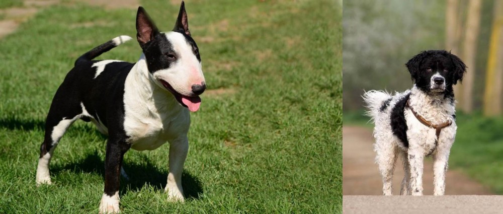 Wetterhoun vs Bull Terrier Miniature - Breed Comparison