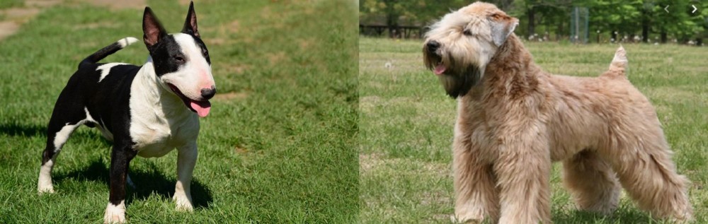 Wheaten Terrier vs Bull Terrier Miniature - Breed Comparison