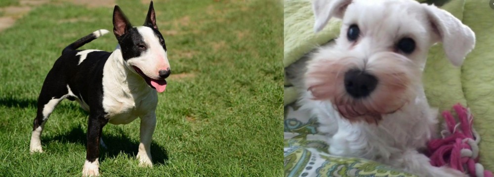 White Schnauzer vs Bull Terrier Miniature - Breed Comparison