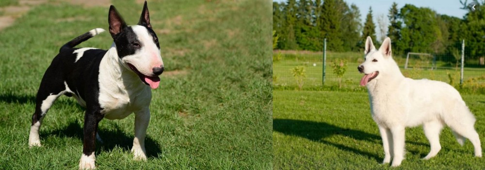 White Shepherd vs Bull Terrier Miniature - Breed Comparison