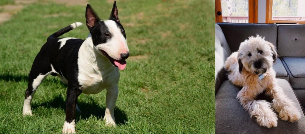 Whoodles vs Bull Terrier Miniature - Breed Comparison