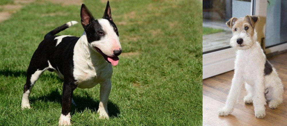 Wire Fox Terrier vs Bull Terrier Miniature - Breed Comparison