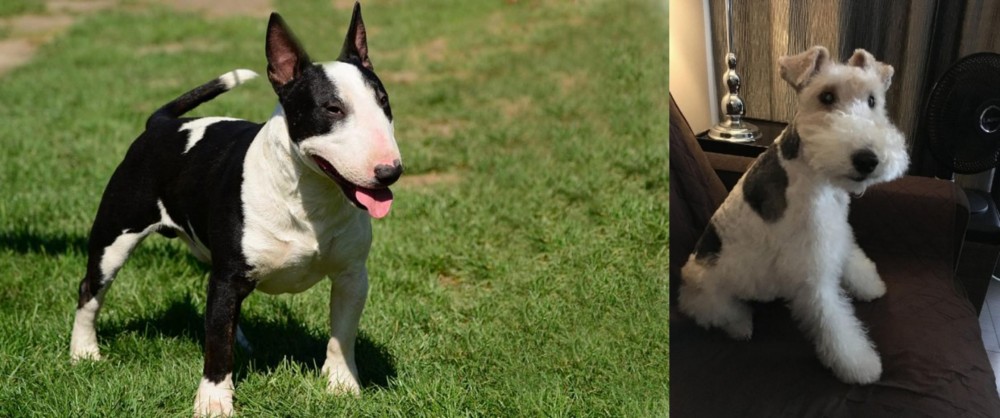 Wire Haired Fox Terrier vs Bull Terrier Miniature - Breed Comparison