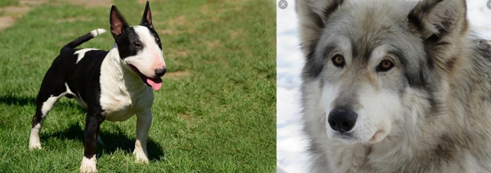 Wolfdog vs Bull Terrier Miniature - Breed Comparison