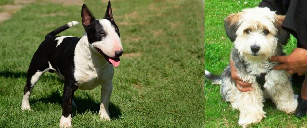Yo-Chon vs Bull Terrier Miniature - Breed Comparison