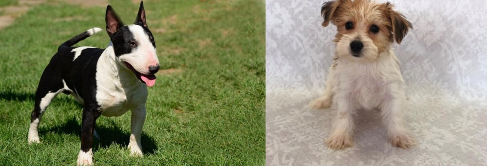 Yochon vs Bull Terrier Miniature - Breed Comparison