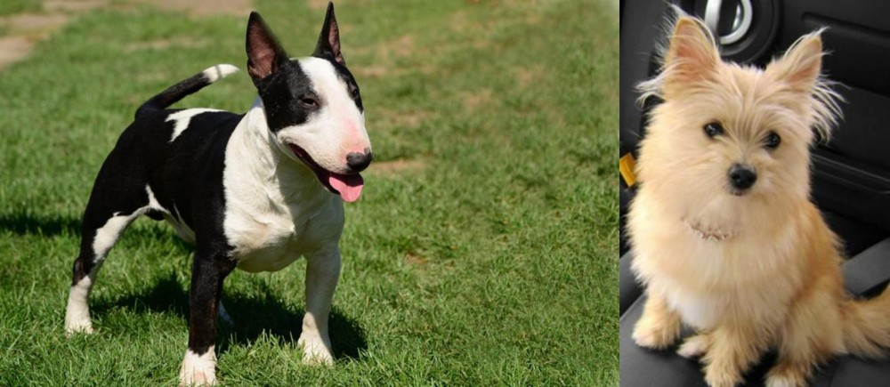 Yoranian vs Bull Terrier Miniature - Breed Comparison