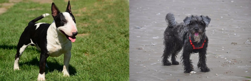 YorkiePoo vs Bull Terrier Miniature - Breed Comparison