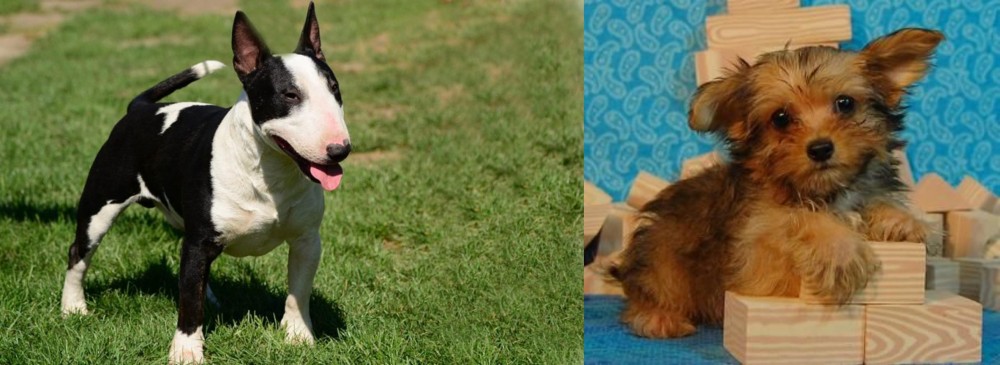 Yorkillon vs Bull Terrier Miniature - Breed Comparison