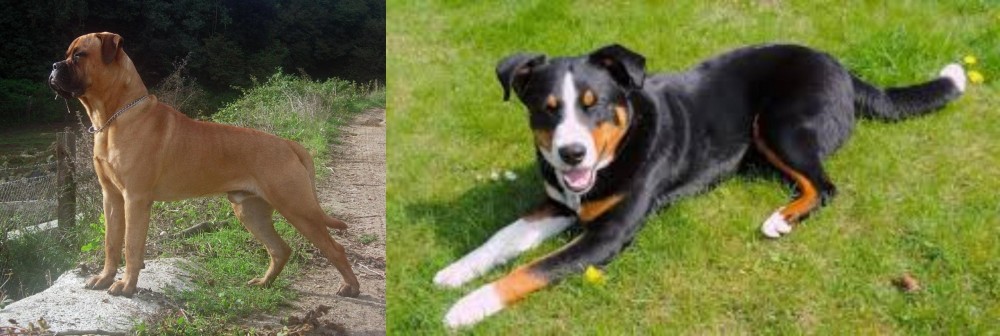 Appenzell Mountain Dog vs Bullmastiff - Breed Comparison