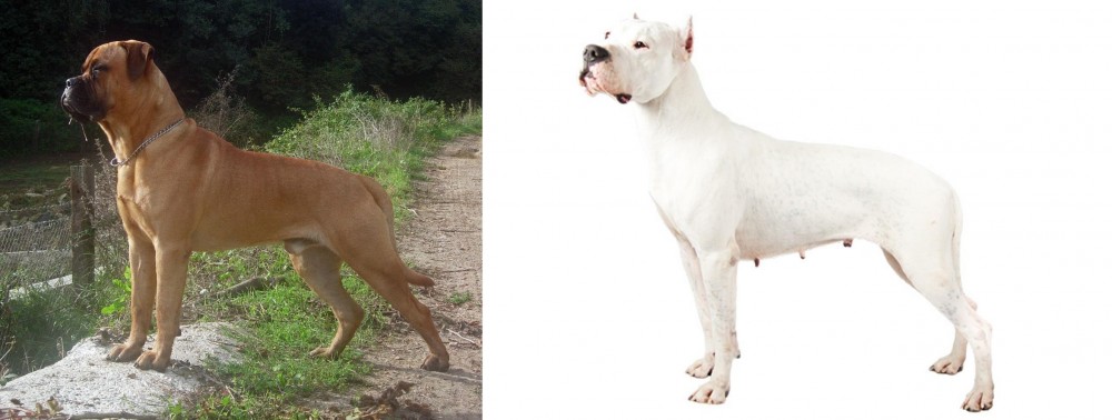 Argentine Dogo vs Bullmastiff - Breed Comparison
