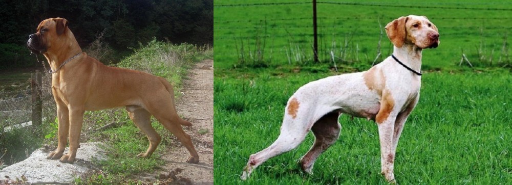 Ariege Pointer vs Bullmastiff - Breed Comparison