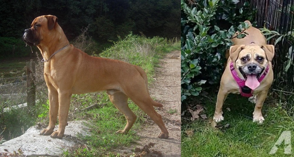 Beabull vs Bullmastiff - Breed Comparison