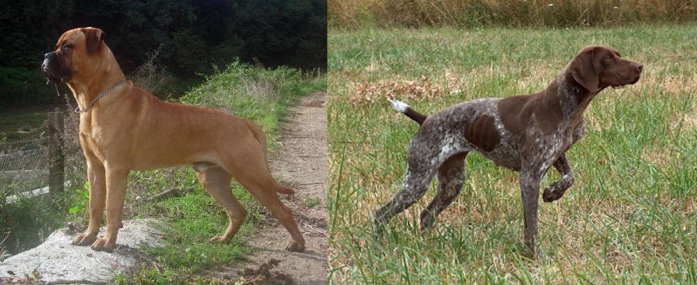 Braque Francais vs Bullmastiff - Breed Comparison