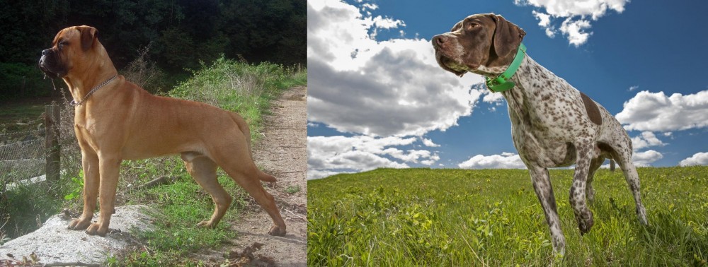 Braque Francais (Pyrenean Type) vs Bullmastiff - Breed Comparison