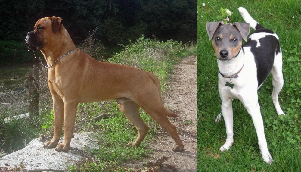 Brazilian Terrier vs Bullmastiff - Breed Comparison