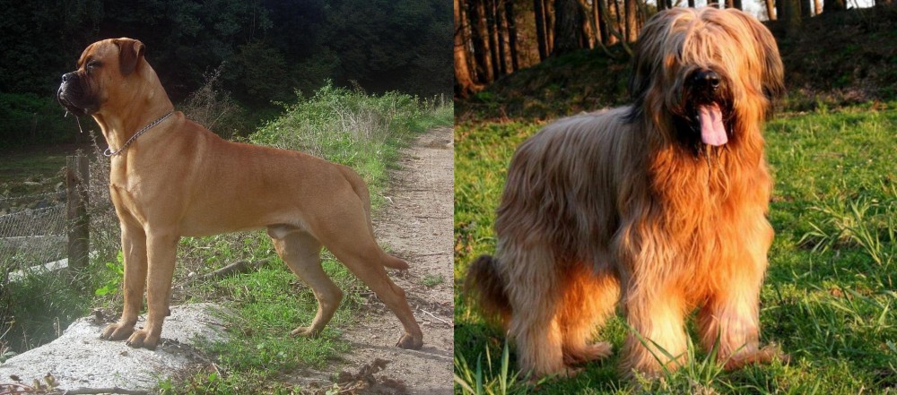 Briard vs Bullmastiff - Breed Comparison
