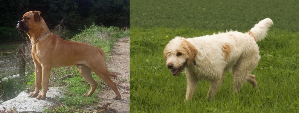 Briquet Griffon Vendeen vs Bullmastiff - Breed Comparison