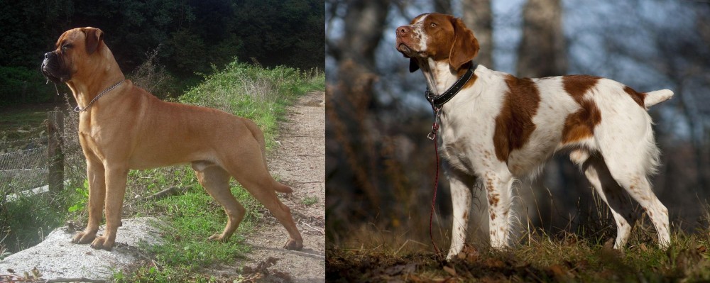 Brittany vs Bullmastiff - Breed Comparison