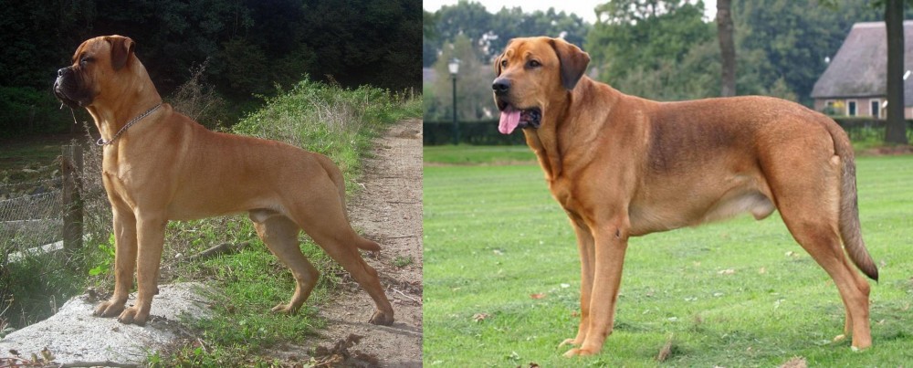 Broholmer vs Bullmastiff - Breed Comparison