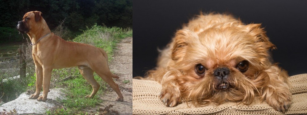 Brug vs Bullmastiff - Breed Comparison