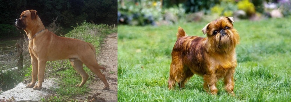 Brussels Griffon vs Bullmastiff - Breed Comparison