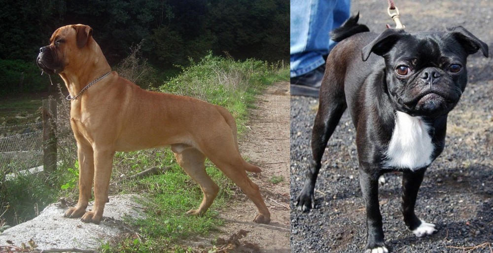 Bugg vs Bullmastiff - Breed Comparison