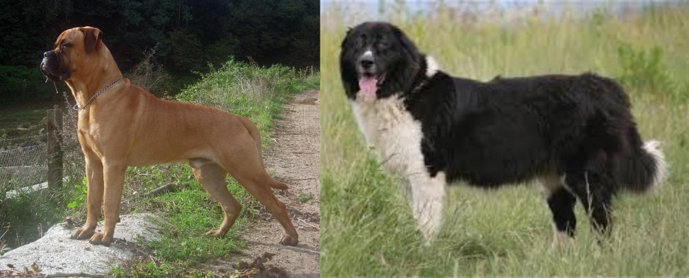 Bulgarian Shepherd vs Bullmastiff - Breed Comparison