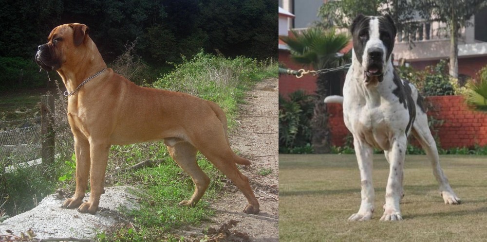 Bully Kutta vs Bullmastiff - Breed Comparison