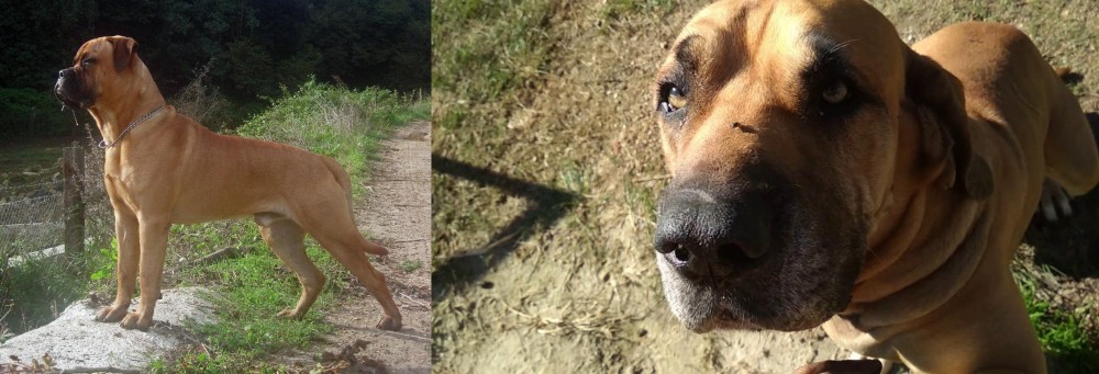 Cabecudo Boiadeiro vs Bullmastiff - Breed Comparison