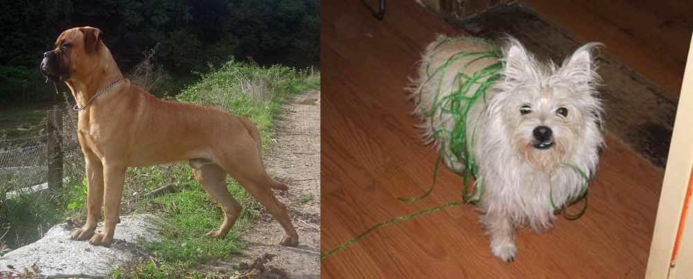 Cairland Terrier vs Bullmastiff - Breed Comparison
