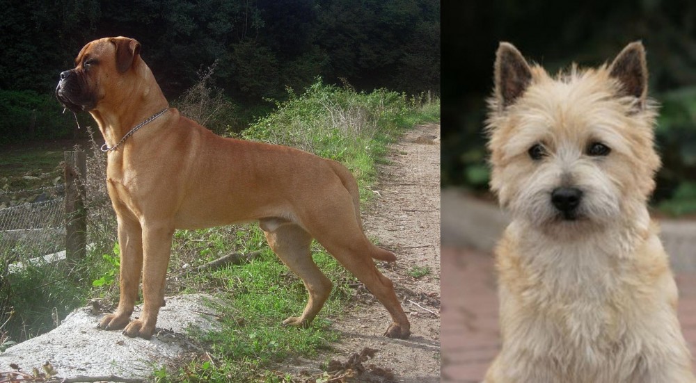 Cairn Terrier vs Bullmastiff - Breed Comparison