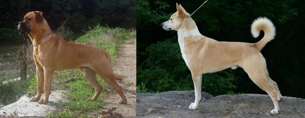 Canaan Dog vs Bullmastiff - Breed Comparison